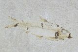 Lot: Green River Fossil Fish - Pieces #81272-3